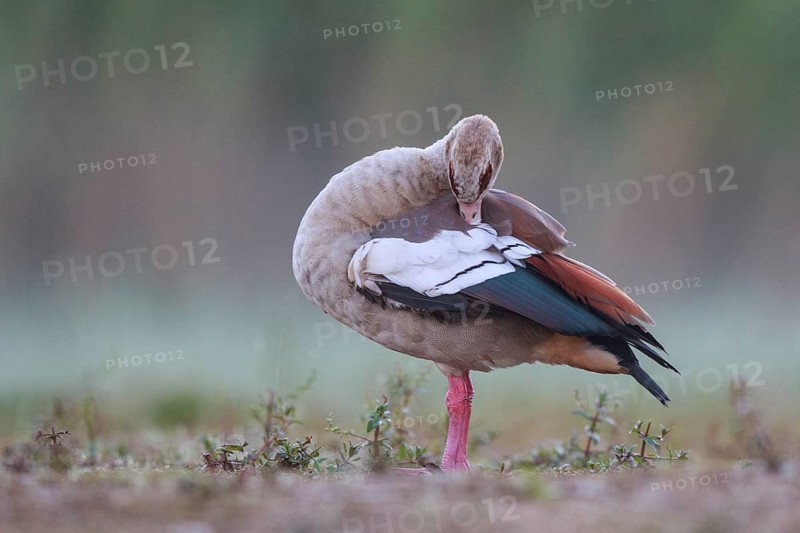 Egyptian Goose (Alopochen aegyptiaca) preening, North Rhine-Westphalia, Germany