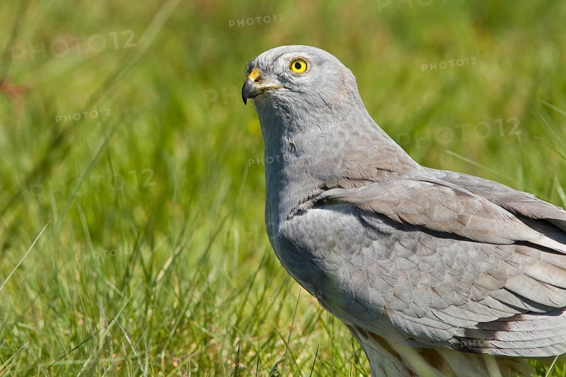 Montagu´s Harrier (Circus pygargus), adult male portrait on grassland, Galicia, Spain