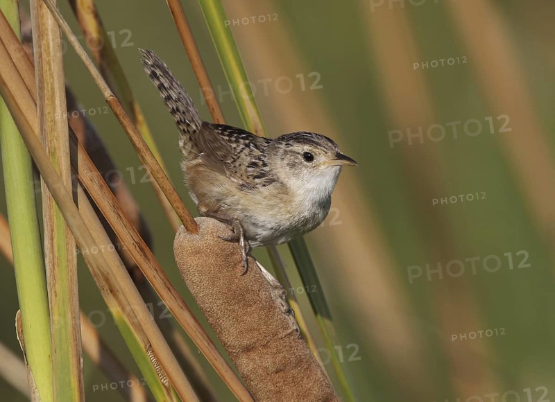 Sedge Wren (Cistothorus platensis), Ohio, USA