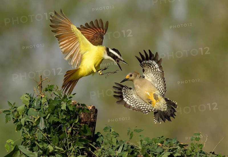 Great Kiskadee (Pitangus sulphuratus) & female Golden-fronted Woodpecker (Melanerpes aurifrons) wrangling, Texas, USA