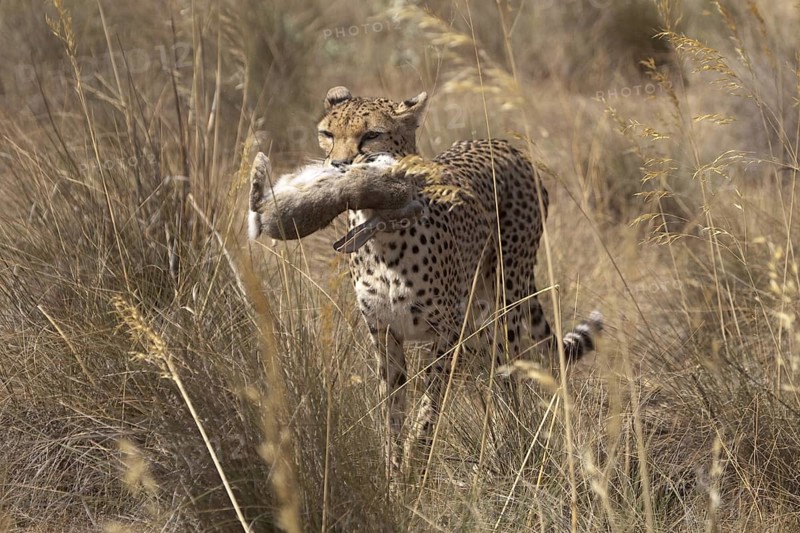 Cheetah (Acinonyx jubatus) female carrying Iberian Hare kill, Castile-La Mancha, Spain