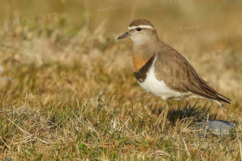 Rufous-chested Dotterel (Charadrius modestus) on the ground in the Falkland Islands