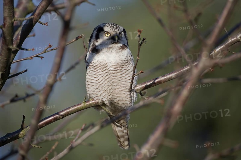 Northern Hawk-Owl (Surnia ulula), Saxony, Germany