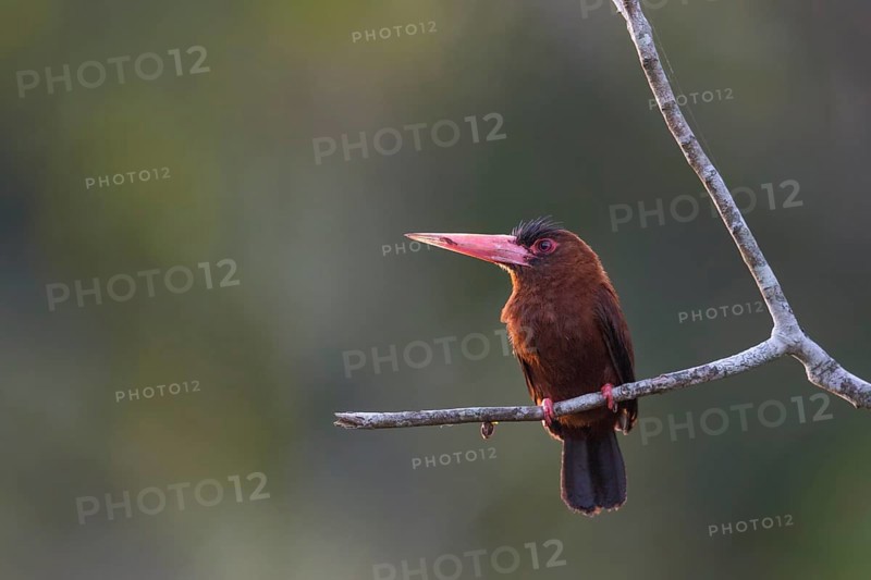 Purus Jacamar (Galbalcyrhynchus purusianus), Madre de Dios, Peru
