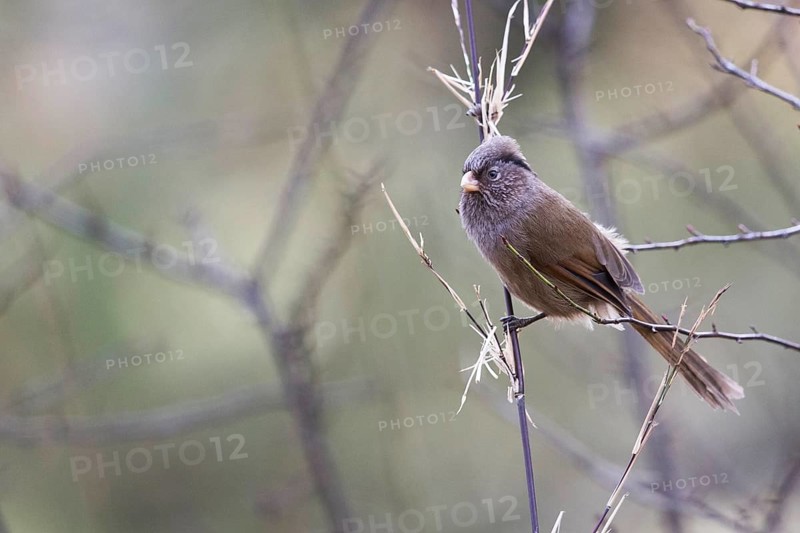 Brown Parrotbill (Cholornis unicolor) perched on a branch, Bumthang, Bhutan