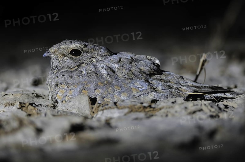 Sykes's Nightjar (Caprimulgus mahrattensis), India