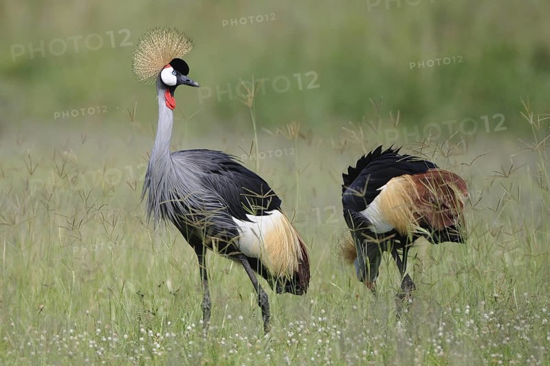 Grey Crowned Crane (Balearica regulorum) foraging, Uganda
