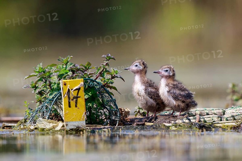 Black Tern (Chlidonias niger) chick on nest, North Rhine-Westphalia, Germany