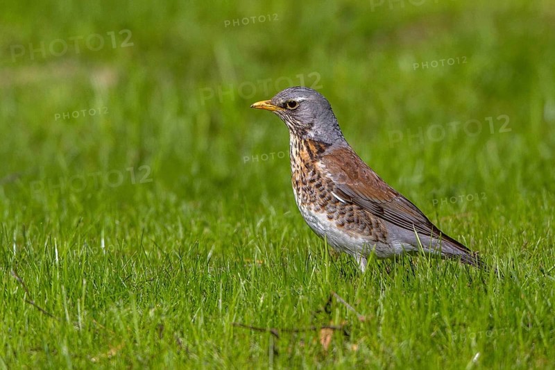 Fieldfare (Turdus pilaris) perched in a meadow, Mecklenburg-Western Pomerania, Germany