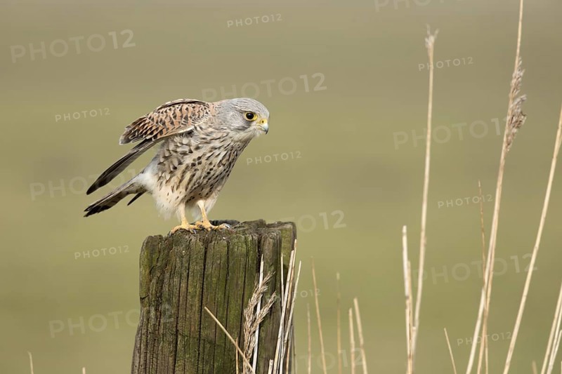 Torenvalk; Common Kestrel; Falco tinnunculus;