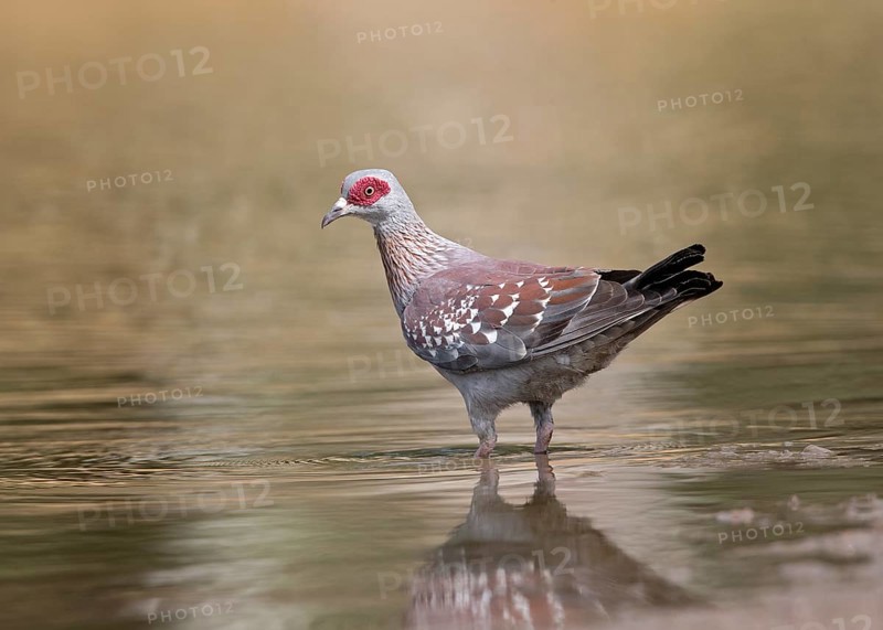 Speckled Pigeon (Columba guinea) at a waterhole, Gambia