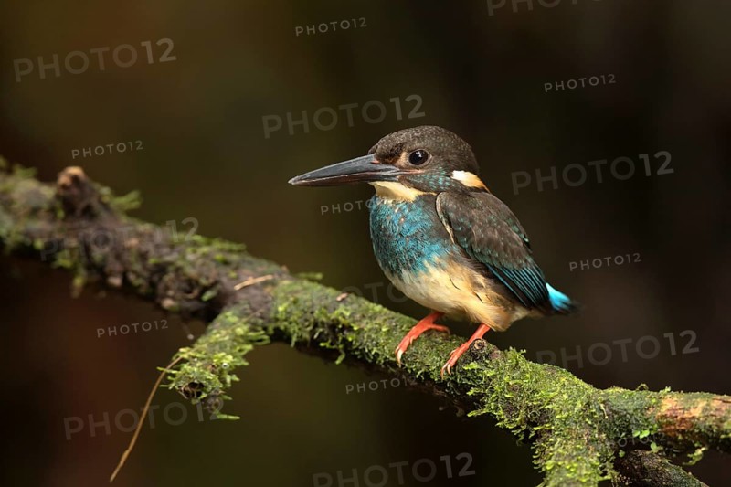 Blue-banded Kingfisher (Alcedo euryzona) male perched on a branch, Selangor, Malaysia