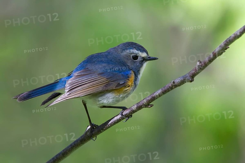 Orange-flanked Bluetail - Blauschwanz - Tarsiger cyanurus, Kazakhstan, male