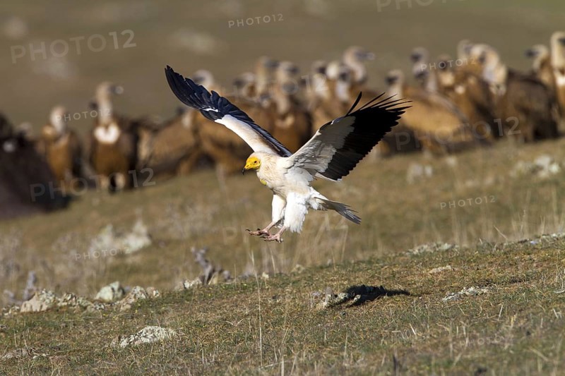 Egyptian Vulture (Neophron percnopterus) flying, Castile-La Mancha, Spain