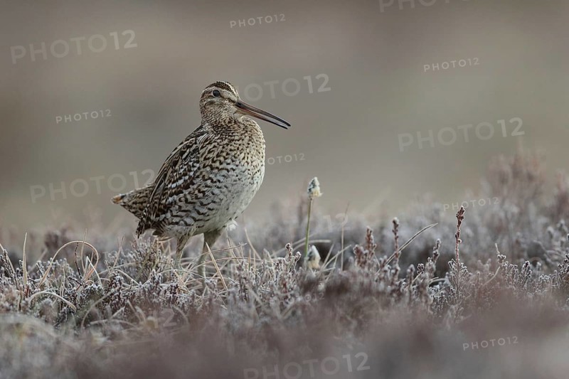 Great Snipe (Gallinago media), Buskerud, Norway