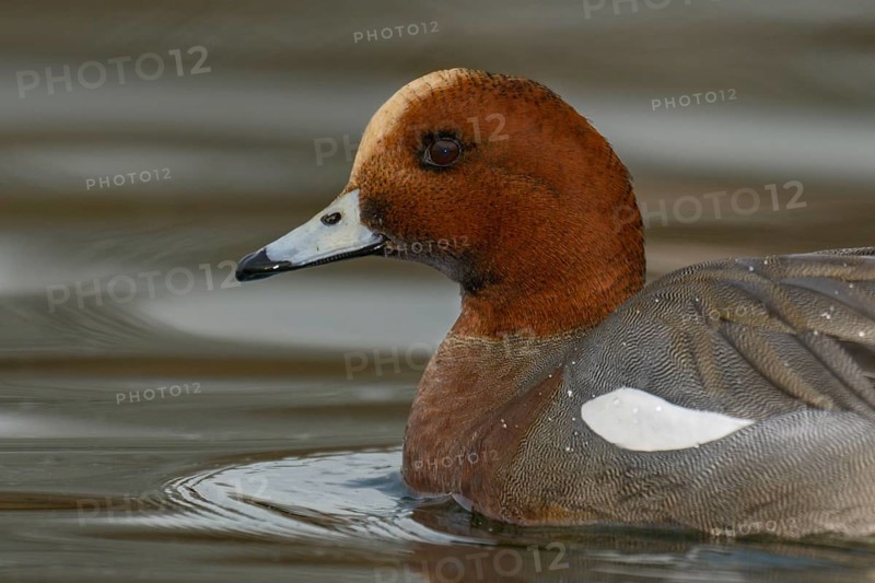 Eurasian Wigeon (Mareca penelope) male, Arizona, USA