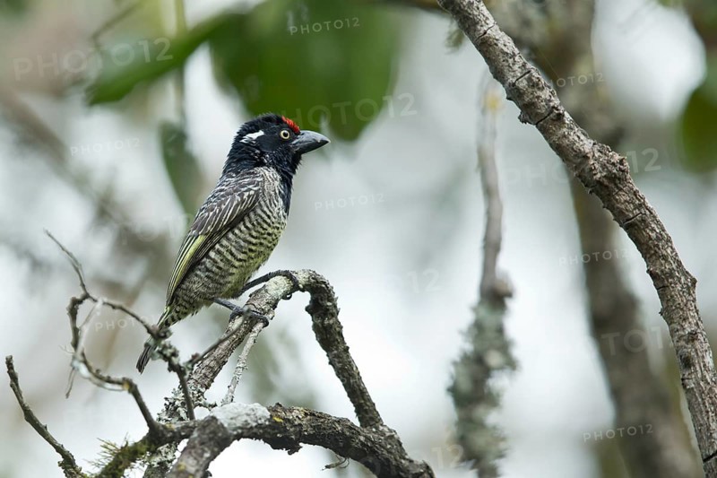 Banded Barbet (Lybius undatus leucogenys), Kafa, Ethiopia