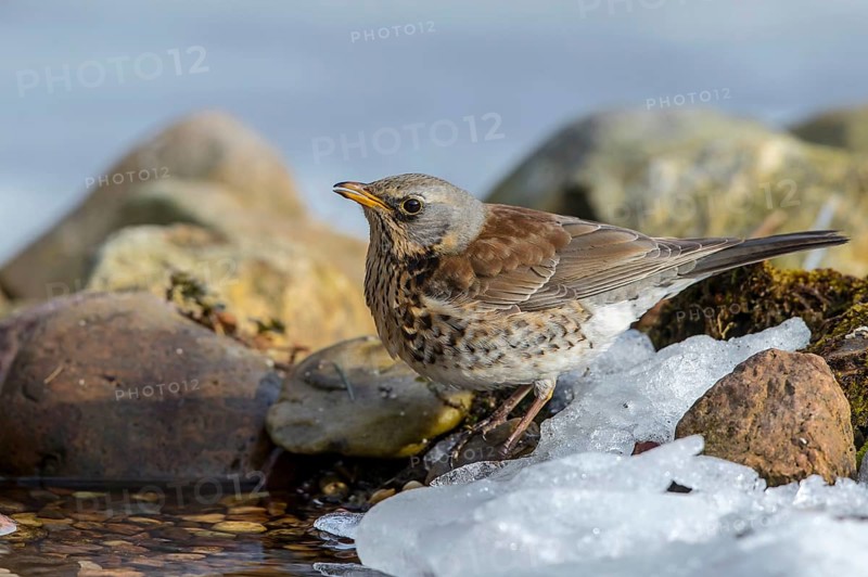 Fieldfare (Turdus pilaris) drinking at an icy creek, Mecklenburg-Western Pomerania, Germany