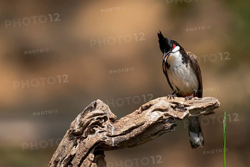 Red-whiskered Bulbul (Pycnonotus jocosus hainanensis), Yunnan, China