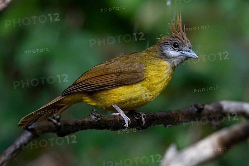 White-throated Bulbul (Alophoixus flaveolus burmanicus), Yunnan, China
