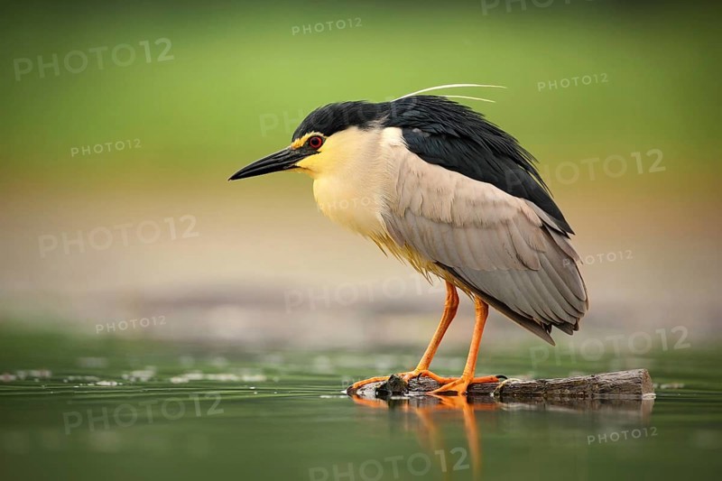 Night heron, Nycticorax nycticorax, grey water bird sitting in the water, Hungary
