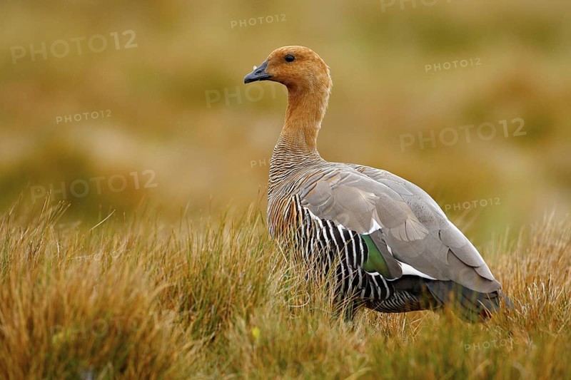 Goose in the grass, Chloephaga hybrida, Kelp goose, is a member of the duck, goose. It can be found in the Southern part of South America; in Patagonia, Tierra del Fuego, and the Falkland Islands