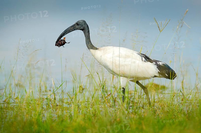 Bird in water grass with big insect in the bill. Wildlife scene from Okavango delta, Botswana. Sacred Ibis, Threskiornis aethiopicus, white bird with black head. Ibis feeding food in the lake