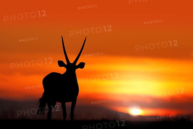 Oryx with orange sand dune evening sunset. Gemsbock large antelope in nature habitat, Sossusvlei, Namibia. Wild desert. Gazella beautiful iconic gemsbok antelope from Namib desert, sunrise Namibia
