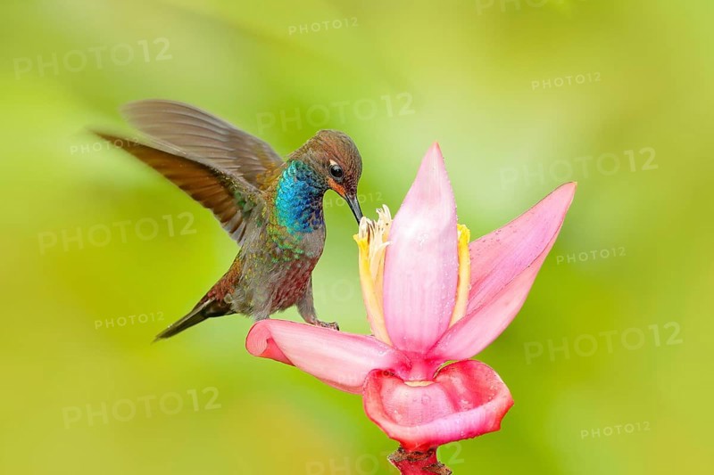 Bird sucking nectar from pink bloom. Hummingbird with flower. White-tailed Hillstar, Urochroa bougueri, hummingbird in nature on ping flower, gren and yellow background, wildlife, Colombia