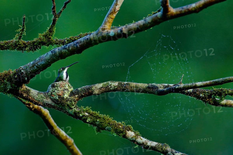 Tinny bird in the small nest on the tree branch with cobweb. Hummingbird Green-breasted Mango in the nature habitat Wild tropical bird nesting time, Trinidad. Bird behaviour in the tropic green forest