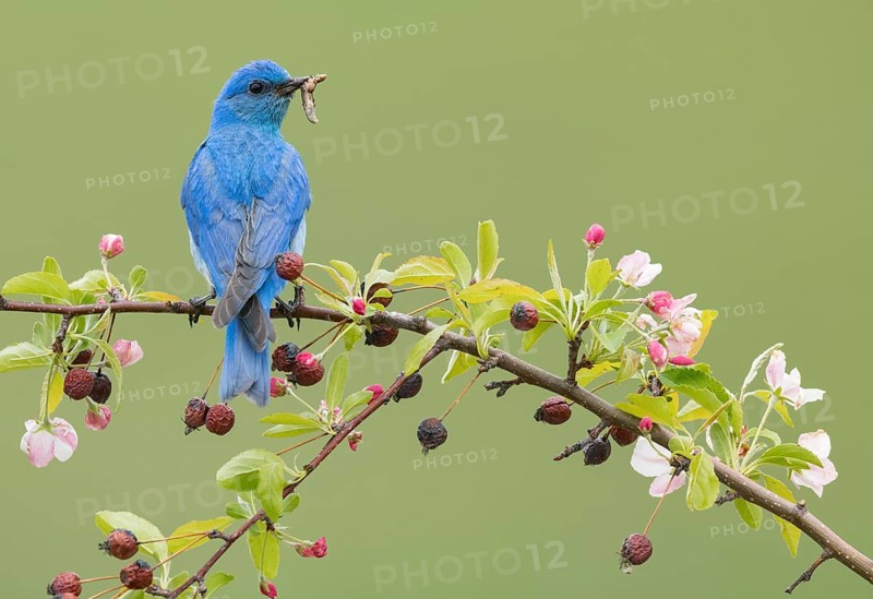 Mountain Bluebird (Sialia currucoides) male perched on a branch with food in its beak, British Columbia, Canada