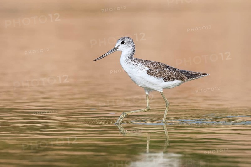 Common Greenshank (Tringa nebularia) foraging, Eilat, Israel