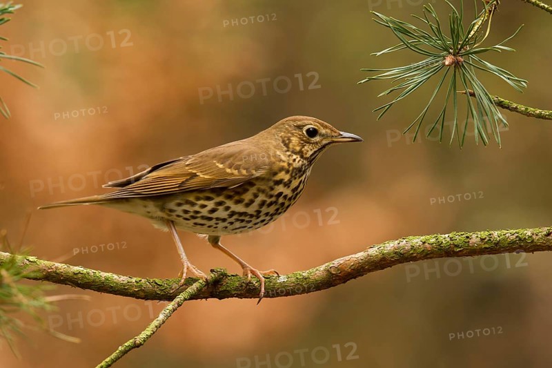 Song Thrush (Turdus philomelos), Utrecht, Netherlands