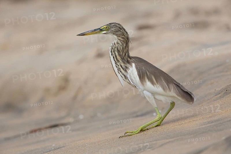 Indian Pond Heron (Ardeola grayii), Sri Lanka