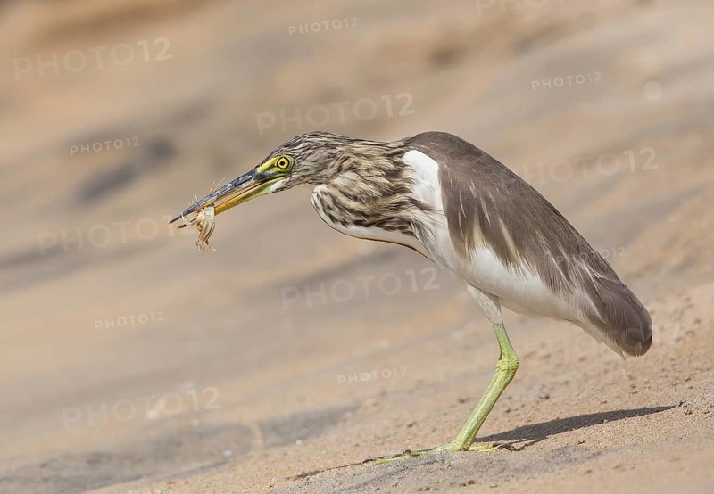 Indian Pond Heron (Ardeola grayii) eating a crab, Sri Lanka