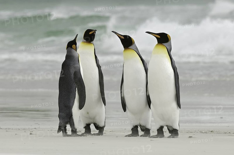 King Penguin (Aptenodytes patagonicus), Falkland Islands
