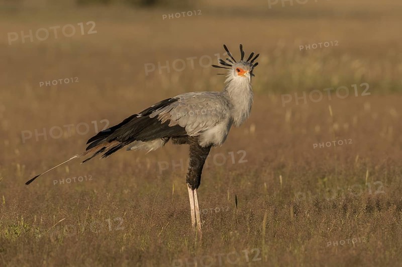 Secretarybird (Sagittarius serpentarius), Northern Cape, South Africa