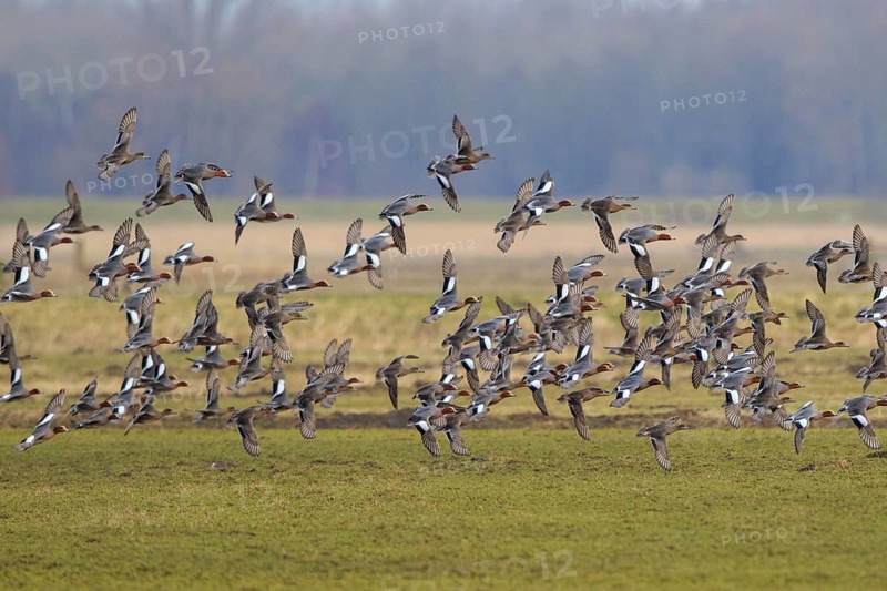 Eurasian Wigeon (Mareca penelope) flock flying, Netherlands