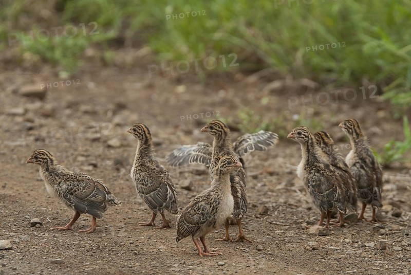 Helmeted Guineafowl (Numida meleagris) juvenile, Mpumalanga, South Africa