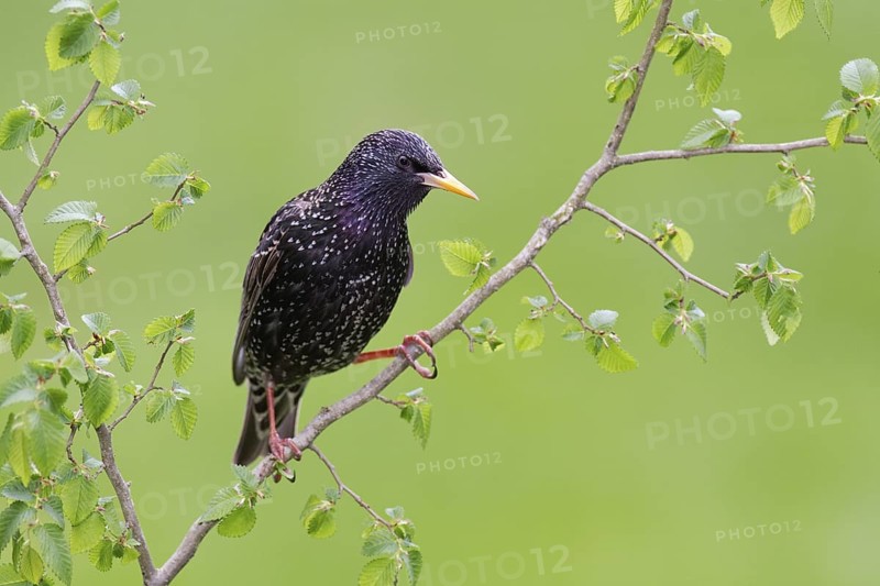 Common Starling (Sturnus vulgaris), Brandenburg, Germany