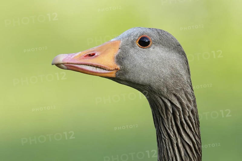 Greylag Goose (Anser anser), Brandenburg, Germany