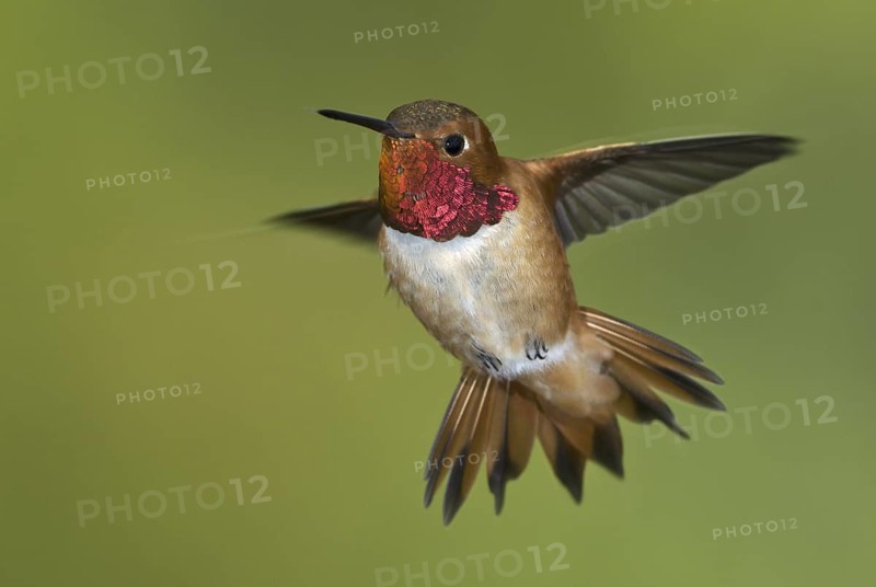 Rufous Hummingbird (Selasphorus rufus) male, British Columbia, Canada
