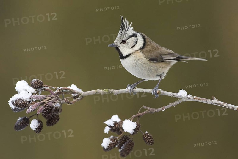 European Crested Tit (Lophophanes cristatus), Rhineland-Palatinate, Germany