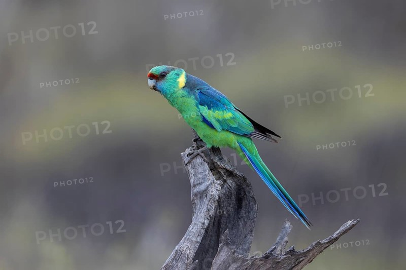 Mallee Ringneck (Barnardius zonarius barnardi) male perched on an old tree stump, Victoria, Australia