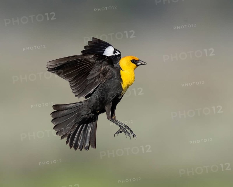 Yellow-headed Blackbird (Xanthocephalus xanthocephalus) male flying, California, USA