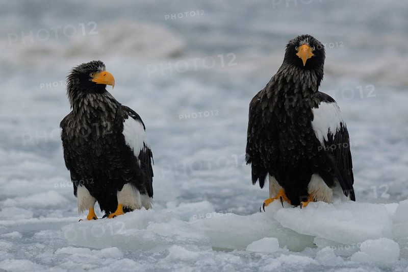 Steller's Sea Eagle (Haliaeetus pelagicus), Hokkaido, Japan