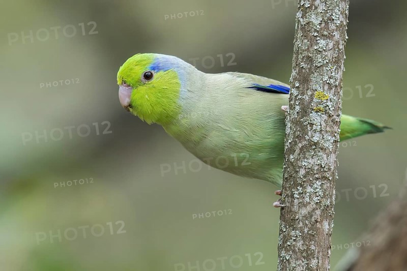 Pacific Parotlet (Forpus coelestis) perched on a branch in southern Ecuador
