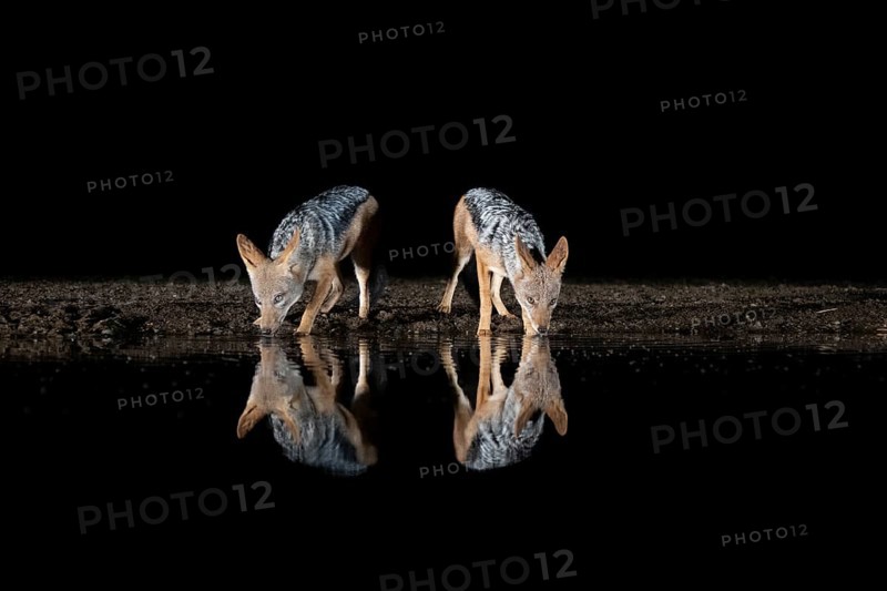 Black-backed Jackal (Canis mesomelas) two adult drinking at waterhole at night, South Africa