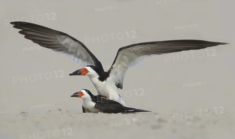 Black Skimmer (Rynchops niger), Texas, USA