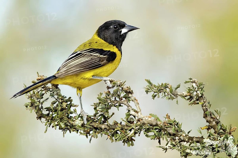 Audubon's Oriole (Icterus graduacauda), Texas, USA